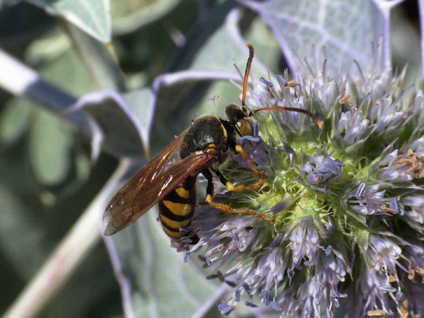 Stizus fasciatus